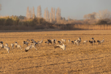 Grus grus Common european crane feeding in rice fields in Southern France