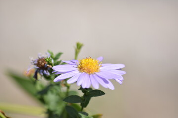 Obraz premium Yellow and ligth purple daisy