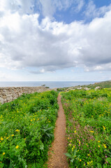 Fototapeta na wymiar Coastal pathway edged with wild flowers with views towards the sea during the winter in Malta, Europe.