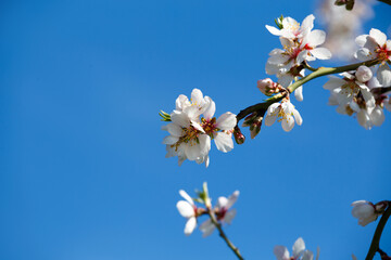 Blooming white branch against the blue sky