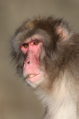 close up view of Japanese Macaque (Macaca Fuscata).