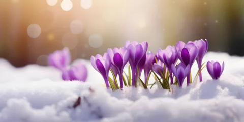 Fotobehang Close up of purple spring crocus flowers growing in the snow, blurry background  © TatjanaMeininger