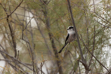 Long-tailed Tit Aegithalos caudatus europaeus from Southern France in close view