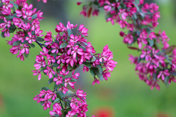 A branch of a flowering decorative apple tree on a blurred green background.