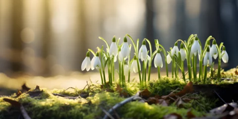 Poster Close up of white spring snowdrop flowers growing in the snow, blurry forest  background  © TatjanaMeininger