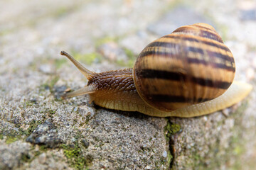A snail crawls on a gray stone, close-up