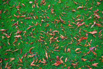 green lawn with fallen leaves concept of autumn and cold weather