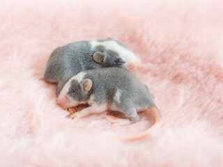 Two little gray mice, satin mouse babies lie together on a fluffy pink background. Blind mice....