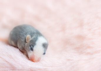 Beautiful blind gray baby satin mouse, small decorative mouse lies on a fluffy pink background. Small rodents are children's favorites as pets. Tenderness, love