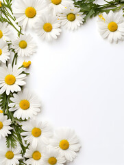 Frame with Daisy chamomile flowers on white background with copy space inside