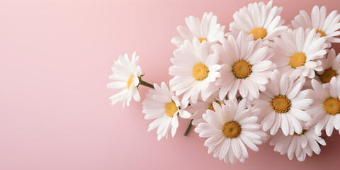 Fototapeta premium White Daisy chamomile flowers on bastel pink background with copy space for text