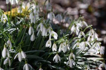 Blooming snowdrops in the forest, selective focus, blur, closeup. A beautiful card for the holiday in March.