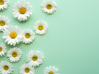 White Daisy chamomile flowers on bastel green  background with copy space