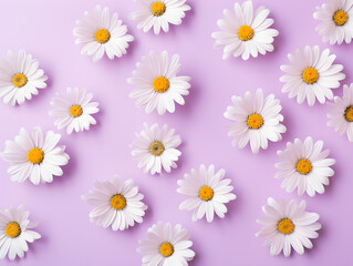White Daisy chamomile flowers on bastel purzle background 