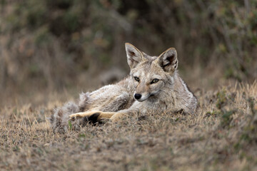 gray fox resting on the grass