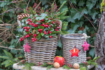 Weihnachts-Gartenarrangement mit Scheinbeere Gaultheria procumbens im Korb und Laterne