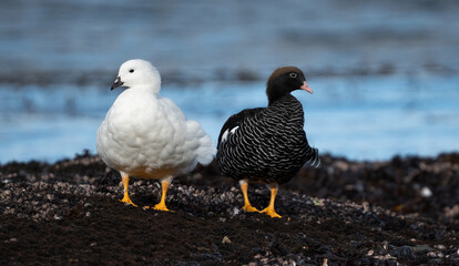 male and female birds black and white
