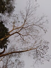 Tree with few leaves on the trunk.