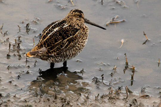 snipe walking on the wetlands close up
