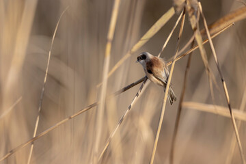 Eurasian penduline tit or European penduline tit Remiz pendulinus foraging on reed