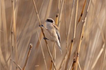Eurasian penduline tit or European penduline tit Remiz pendulinus foraging on reed