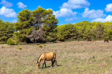 Kiefern und Pferde im Naturschutzgebiet Punta de n´Amer bei Sa Coma, Mallorca