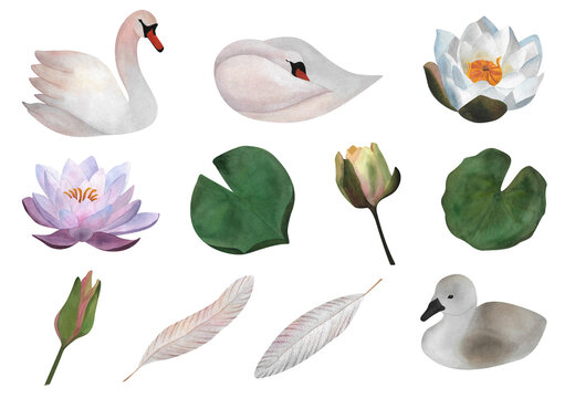 Delicate set of watercolor isolated light pink swans, waterlilies, buds, leaves, feathers, little swan For stickers,baby design, wedding invitations 2024, postcards, spa design, posters, patterns
