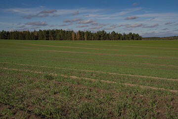 Green field sown with green manure after harvest under sunny autumn blue sky with few clouds