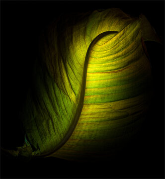 Backlit leaf of canna lily. Canna lilies are native to tropical America and are commonly raised in gardens worldwide.