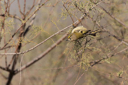 Goldcrest Regulus regulus foraging on trees in Southern France