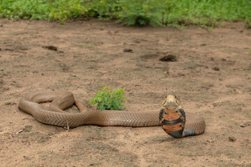 A deadly Mozambique Spitting Cobra (Naja mossambica) displaying its defensive hood in the wild