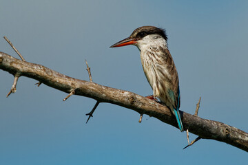 Striped Kingfisher - Halcyon chelicuti bird in tree kingfisher family, Sub-Saharan Africa prefers woodland, thorn scrub (thornveld), dry bush and savanna, two subspecies: chelicuti and eremogiton