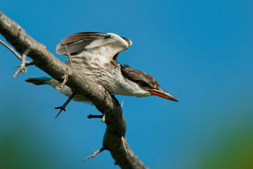 Striped Kingfisher - Halcyon chelicuti bird in tree kingfisher family, Sub-Saharan Africa prefers woodland, thorn scrub (thornveld), dry bush and savanna, two subspecies: chelicuti and eremogiton