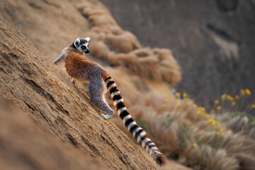 Ring-tailed Lemur - Lemur catta large strepsirrhine primate with long, black and white ringed tail, endemic to Madagascar, known locally in Malagasy as maky, maki or hira. Portrait on the rocky cliff