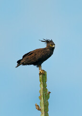 Long-crested eagle - Lophaetus occipitalis African bird of prey in family Accipitridae, dark brown bird with long shaggy crest sitting on the branch, forest edges and moist woodland in Uganda Africa