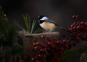 chickadee on perch with red berries