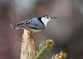 nuthatch on perch