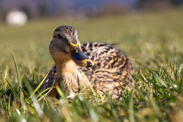 Close-up of a duck