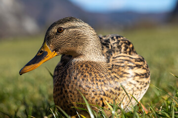 Close-up of a duck