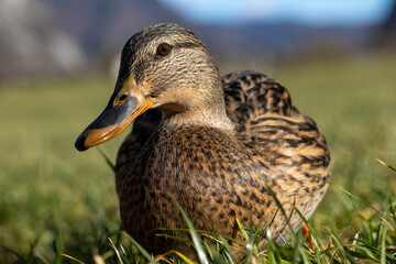 Close-up of a duck