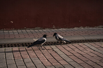 Two crows in the city - obrazy, fototapety, plakaty