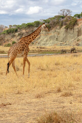 Giraffe