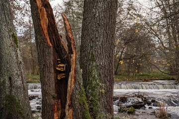 Royal honey mushrooms that grew inside a fallen tree