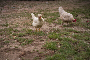have chickens in a private outdooH