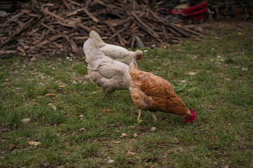 have chickens in a private outdooH