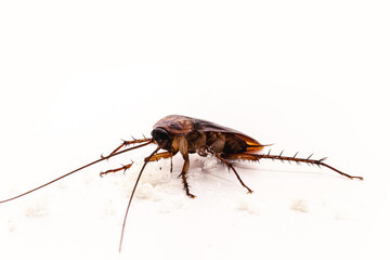 cockroach on isolated white background, American cockroach, red, macro photo