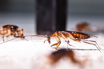 homemade red cockroaches eating sugar dropped on the ground, risk of contamination