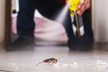 cockroach being killed indoors, aerosol poison spray, insect infestation, insect detection
