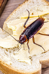 Ordinary American cockroach, walking on table with scraps of food, feeding on crumbs. Concept of lack of hygiene at home, need for pest control