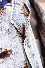 common cockroaches gnawing or gnawing clothes, insects inside the wardrobe, problem with urban pests